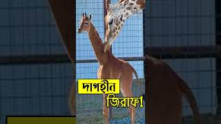 বিশ্বের একমাত্র ডোরাকাটা দাগহীন একরঙের জিরাফ || Giraffe || মহাজাগতিক রহস্য || #MohajagotikRohosso