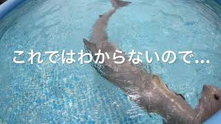 Robot hammer head shark 実物大アカシュモクザメROBOT