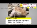 “絶対絶命”ひっくり返ったカメ　ピンチ救ったのは 散歩中の犬