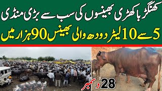 Buffalo Price In Punjab | Buffalo Fresh Rates Update | Khangar Buffalo