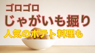 【家庭菜園】肥料ゼロで育てたじゃがいもの収穫です！作ったのは子供が大好物のメニュー。さて何でしょう？