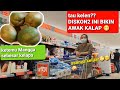 BANYAK DISKON SAAT BELANJA MINGGUAN BIKIN KALAP, KETEMU MANGGA SEBESAR KELAPA