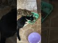 cats feeding on omena