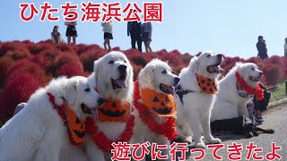 【犬連れ】ひたち海浜公園へお散歩に行きました