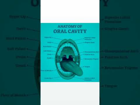 What is the organ found in the buccal cavity?