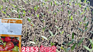 best tomato verity | us 2853 | tamatar ki nursery | BASF Nunhems | tamatar ki kheti | PraveenThakur