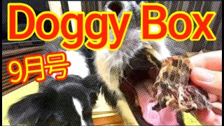 美味しすぎて、思わずパクッ！Doggy Box ９月号愛犬の笑顔を見たいなら間違いなし！