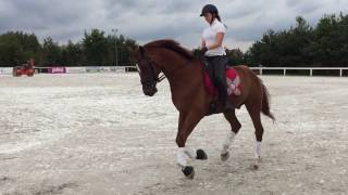 2009 KWPN gelding Salvador training video