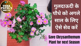 गुलदाऊदी के पौधे को अगले साल के लिए ऐसे सेव करें  I Save Chrysanthemum Plant for next Season