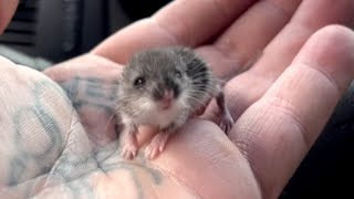 Man does sweetest thing for lonely street mouse