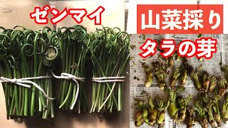 【山菜採り】隠れた沢にゼンマイ、たらの芽は終盤戦（2021-04-30 金）