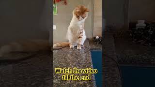 #dancing cat  #funnycats