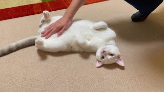 久しぶりに帰省した長男を次男と勘違いして甘える猫達