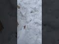 when dog having fun on the snow dogshorts funnydog shortstrend puppy fypシ゚ ytviral huskymix