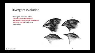 Convergent vs Divergent Evolution
