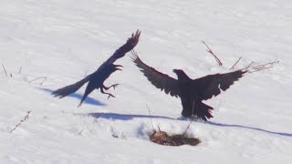 Ravens playing in the snow עורבים שחורים משחקים בשלג काला कौआ غراب أسود カラス Ворон Cuervo Ravn Rabe