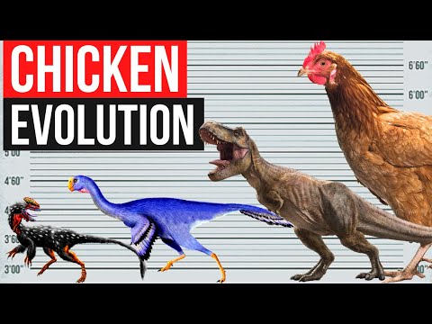 What did the chicken evolve from?