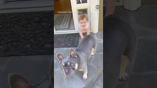 Baby gets stuck in doggy door after trying to follow pooch outside