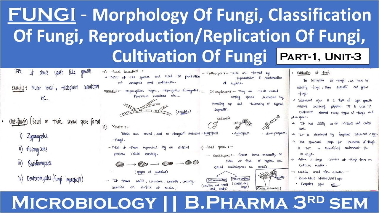 Fungi | Morphology Of Fungi | Classification Of Fungi | Reproduction Of ...