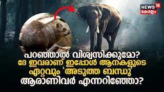 പറഞ്ഞാൽ വിശ്വസിക്കുമോ? ദേ ഇവരാണ് ഇപ്പോൾ ആനകളുടെ ഏറ്റവും 'അടുത്ത ബന്ധു' ആരാണിവർ എന്നറിഞ്ഞോ? HIRACKS