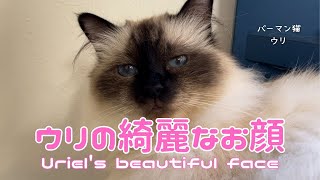 バーマン猫ウリ【ウリの綺麗なお顔】Uriel's beautiful face（バーマン猫）Birman/Cat