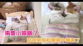 【Cute萌寵】兩隻小貓就在抱抱和親親中睡著了...這睡相讓人看了都要融化了啦～