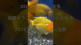 2024年内最終便金魚国産ドラゴンスケールらんちゅう#トロピカルフィッシュ佐野#らんちゅう#金魚