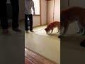 柴犬福 おばあさんにキレる柴犬🤣grandma and dog🤣 shorts funny shibainu 柴犬 tiktok かわいい犬 시바견 댕댕이