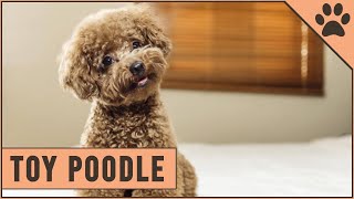 Toy Poodle Facts & Toy Poodle Puppies