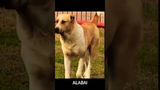 Monster Alabai  | Central Asian Shepherd Dog #youtubeshorts #video