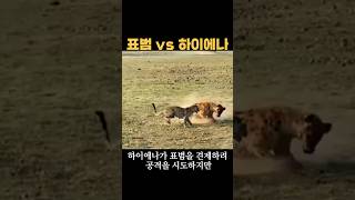 표범 vs 하이에나