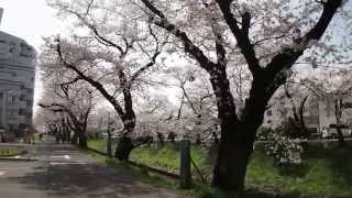 伊賀川の桜並木と伊賀八幡宮