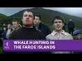 The Faroe Islands' annual whale slaughter