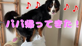 パパのお出迎えが可愛すぎる愛犬バーニーズマウンテンドッグ bernese mountain dog