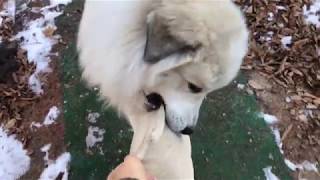 クッションを持ち出したアラン greatpyrenees グレートピレニーズ