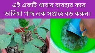 ডালিয়া গাছে এটা আমি কি দিলাম যে এক সপ্তাহে গাছ এতো বড় হয়ে গেল!