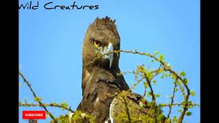 Eagle leadership traits #eagles #wildlife #wildlifephotography