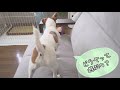 【わんこ】doggybox5月号がおいしくて楽しかったジャックラッセルテリアのむぎの巻【犬動画】