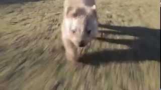 Fastest wombat in the world