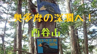 ウトウの頭を越えて奥多摩の深淵へ！タワ尾根～酉谷山\u0026天目山！