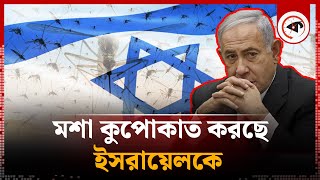 মশা কুপোকাত করছে ই'সরায়ে'লকে | Mosquito Virus | Israel | Kalbela