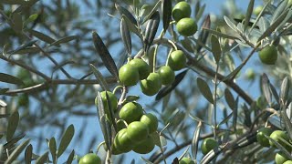 日本一のオリーブ産地・香川県小豆島で今年も収穫スタート