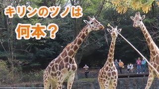 キリンに詳しくなろう！アニマルトーク【東山動物園】