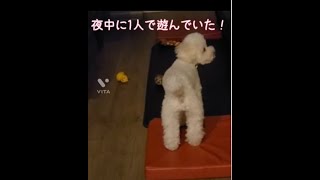 【不審行為‼】夜中に何やら不審な動きをする珀さん‼夜行性か？