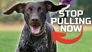 How To Stop Your Dog Pulling On The Leash With Quick Results
