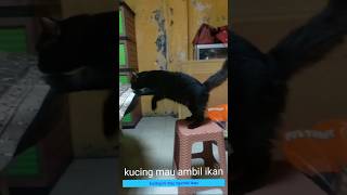 kucing nyuri ikan,pelan-pelan tapi pasti #kucing #cat