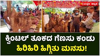 Cassava Fair Show In Karwar : ಗಮನ ಸೆಳೆದ ವಿವಿಧ ಪ್ರಭೇದದ ಗೆಣಸುಗಳು | Vijay Karnataka