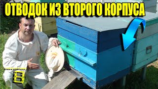 КАК СДЕЛАТЬ ОТВОДОК ПЧЕЛ ИЗ ВТОРОГО КОРПУСА? ВЫВОД ПЧЕЛИНЫХ МАТОК. ПЧЕЛОВОДСТВО ДЛЯ НАЧИНАЮЩИХ