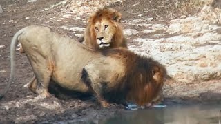 Huge Male Lions | Sankai Males | Quenching their Thirst | Masaimara | 8 January 2025