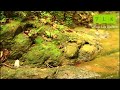 inside forest walk in ranni റാന്നി കൊടും കാട്ടിലൂടെ ഒരു നടത്തം forest ranni keralaforest